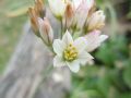 Nothoscordum gracile